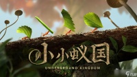 《小小蚁国》蚂蚁强度排名详解