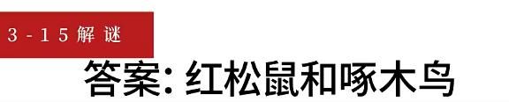 《重返未来1999》乔治橡树生长于七百年前。树洞内曾有哪些动物与你们一起倾听了那首歌？