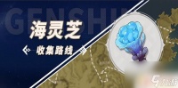 原神海灵芝具体在哪里 原神海灵芝怎么采集