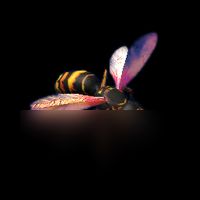 绿色地狱昆虫有哪些