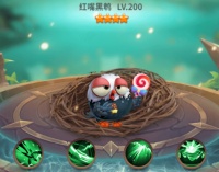 《小鸟爱飞翔》萌宠图鉴丨红嘴黑鹗