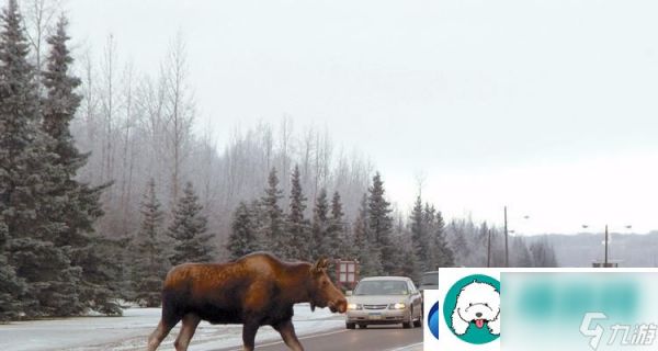 山海驴鹿传之驼鹿打法教程:打造你的强大阵容-击败强敌!