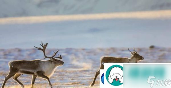 山海驴鹿传之驼鹿打法教程:打造你的强大阵容-击败强敌!