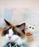 天谕手游 怎么选择小布偶的赠送对象