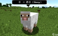 我的世界怎么繁殖羊