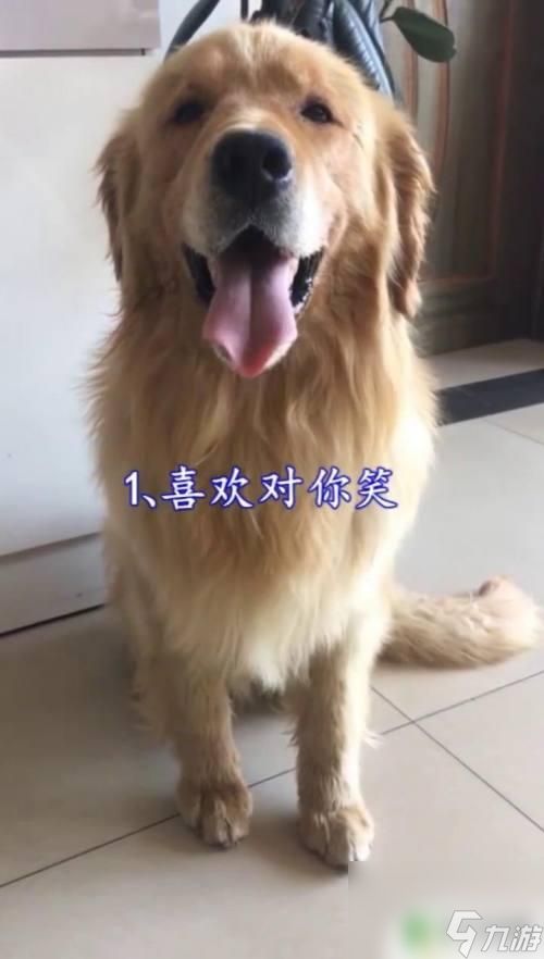 狗狗怎么示好 如何判断狗狗的态度