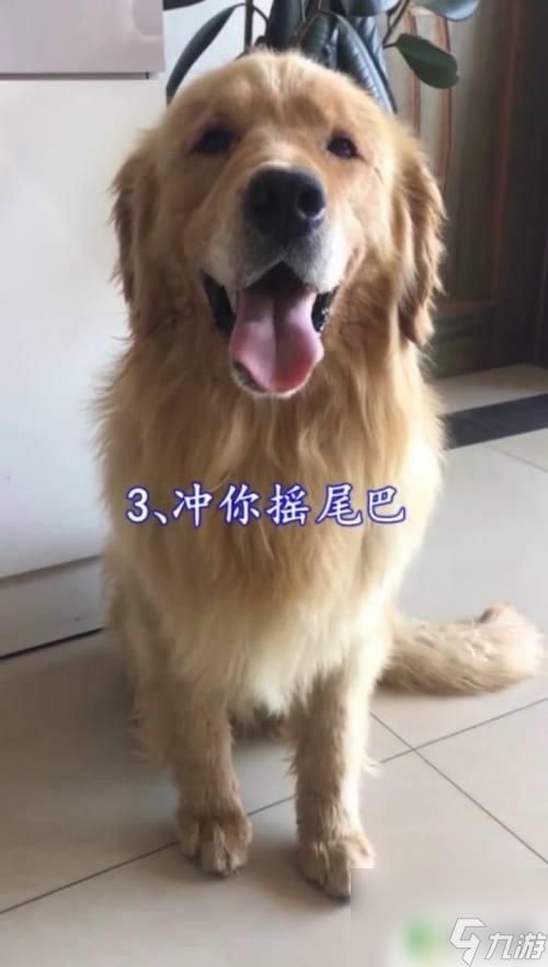 狗狗怎么示好 如何判断狗狗的态度