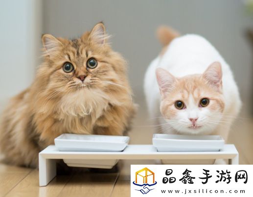 猫之城高性价比氪金指南