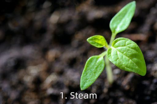 1. Steam