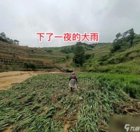 金垦小镇怎么种地 有什么高效种植技巧