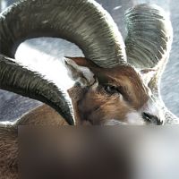 《黑光生存进化》高地角羊生物攻略
