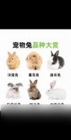 DNF兔子先生宠物外观怎么样