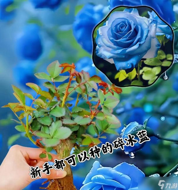 龙之谷蓝色妖姬获取方法有哪些？蓝色妖姬的用途是什么？
