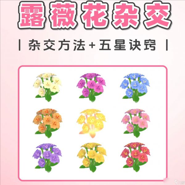 陇上金颂露薇花杂交培育指南