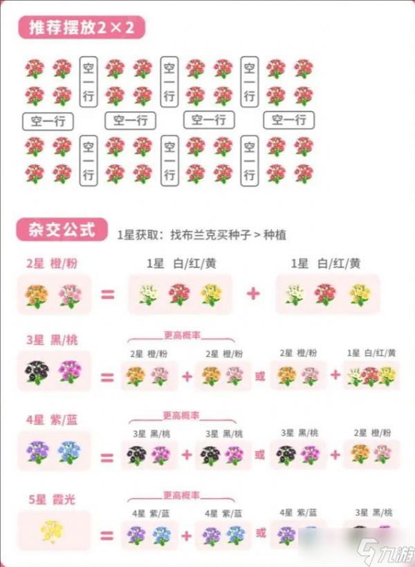 陇上金颂露薇花杂交培育指南