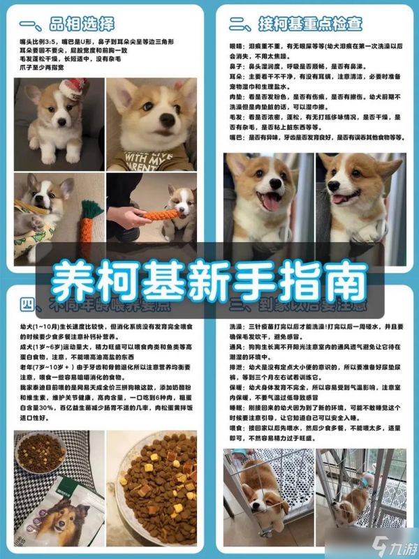 养柯基攻略,如何饲养柯基啊？？？