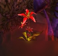 魔兽世界红色木槿有啥效果