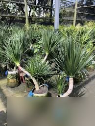 索科龙血树的特征是什么