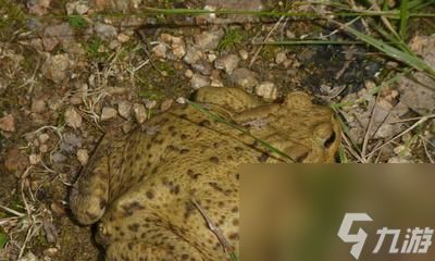 侠客风云传蟾蜍雕像之逆天的蛤雕像（逆天属性揭秘）