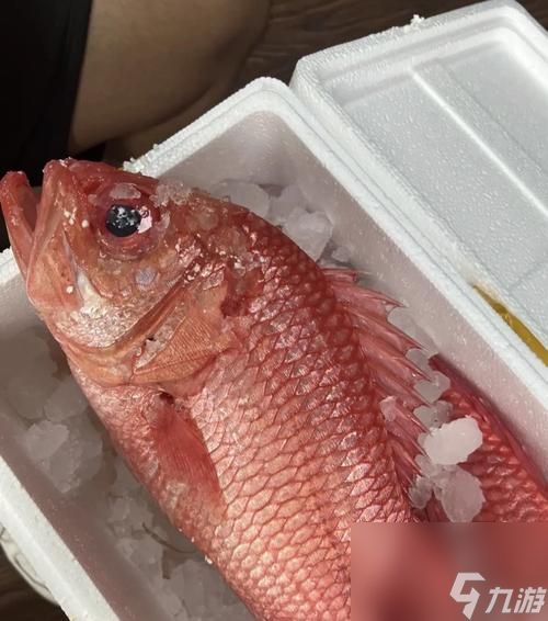 红鳃鱼在魔兽plus中如何钓取?