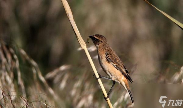 魔兽世界黑喉如何捕捉？捕捉黑喉的地点在哪里？