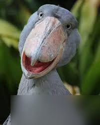 符合鲸头鹳特征的有哪些