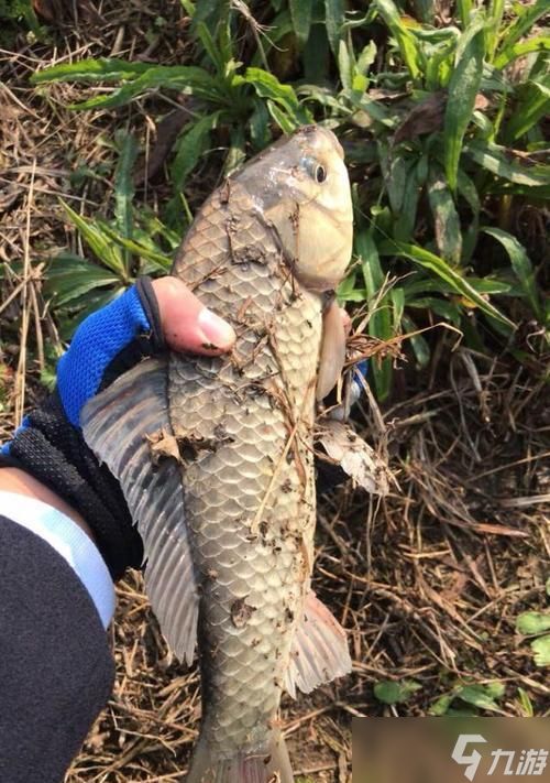 《以盗贼之海登岛鱼的详细钓法介绍》(掌握游戏中钓鱼技巧)