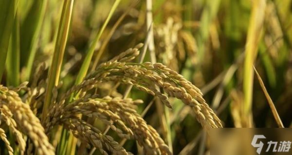 “2026年景好不好,就看冬月初一”,明日冬月初一,有啥说法?