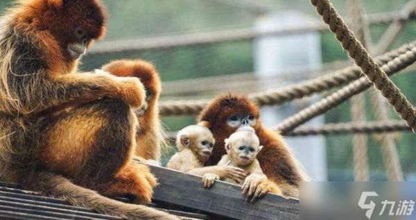 《熊怎么打森林之主打法攻略》（掌握关键技巧）