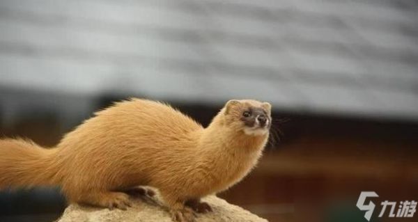 刺客信条起源（一场让你挑战极限的旅程）