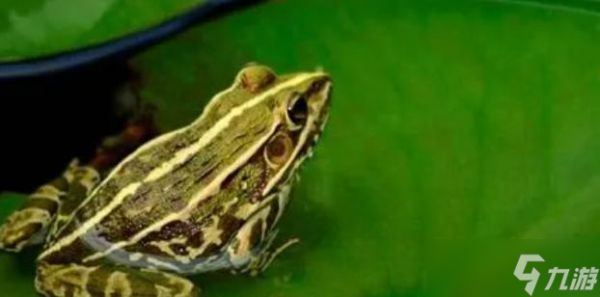 蛤蟆野怪的历史起源是什么？最早出现在哪个版本？