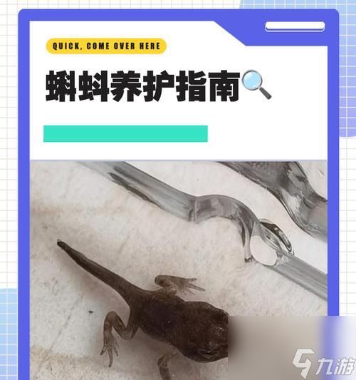 以偏执的蝌蚪为主题的独特游戏玩法（探索蝌蚪世界的乐趣与挑战）