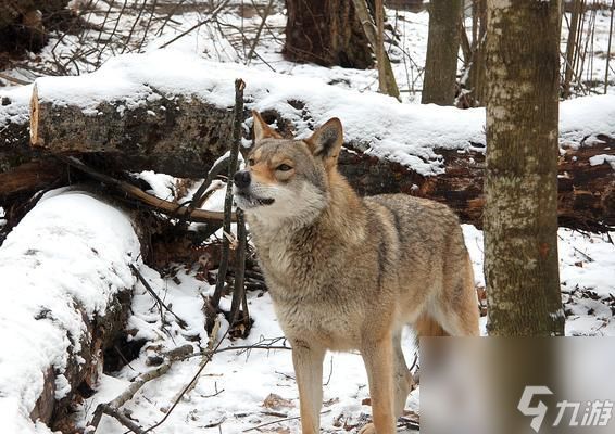 北加尔狼族（探索北加尔狼族特点及其优缺点）