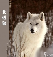 北加尔狼族 探索北加尔狼族特点及其优缺点