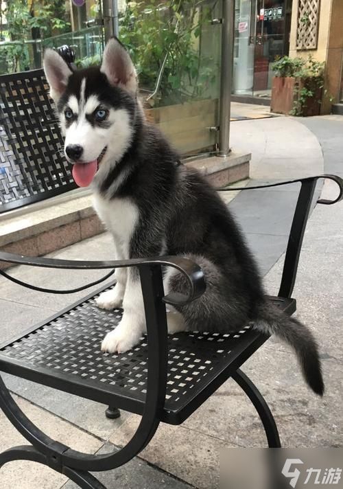 穿越火线中骑哈士奇的体验如何？哈士奇坐骑有什么特点？