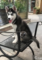 穿越火线中骑哈士奇的体验怎么 哈士奇坐骑有什么特点