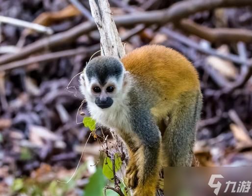 角色猴子的获取途径是什么？