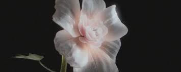 月球任务照片3的内容是什么