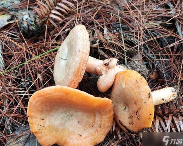 生化危机中蘑菇的正确扔法是什么？