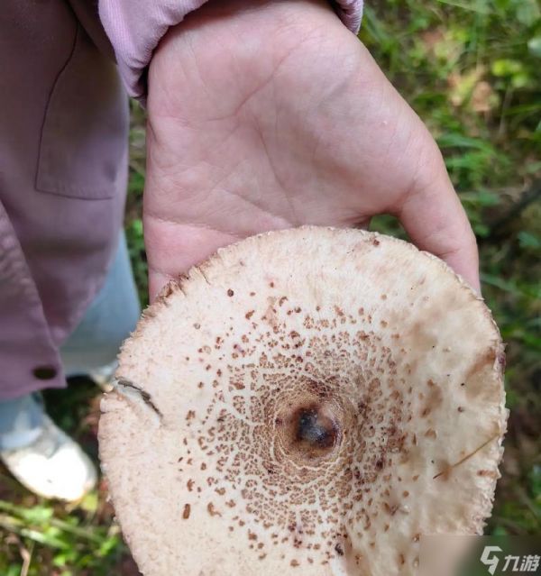 生化危机中蘑菇的正确扔法是什么？