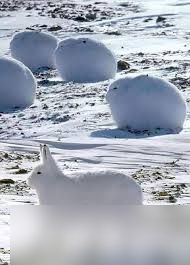 北极兔毛色冬季变白有什么好处