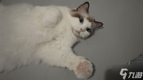 玩家4090显卡着火无人发现 猫咪紧急“呼叫”救援