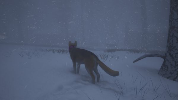 良犬:追影什么时候出 公测上线时间预告