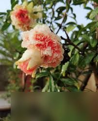 我的花园世界玛瑙石榴花怎么样