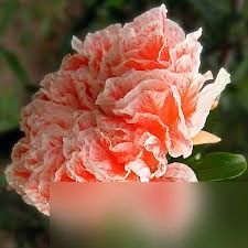 我的花园世界玛瑙石榴花怎么样