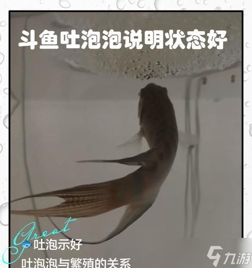 《美丽水世界泡泡鱼属性介绍》（<a id='link_pop' class='keyword-tag' href='https://www.9game.cn/shmh/'>深海迷航</a>泡泡鱼怎么打）