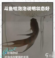 《美丽水世界泡泡鱼属性介绍》 深海迷航泡泡鱼怎么打