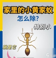 挑战蜂后 探索技巧