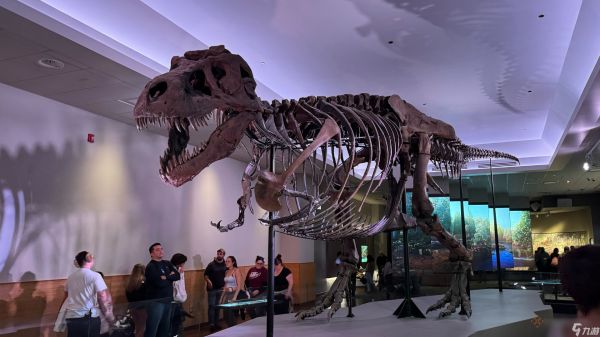 芝加哥的宝可梦：朱紫 Fossil Museum展览将不会提供宣传卡