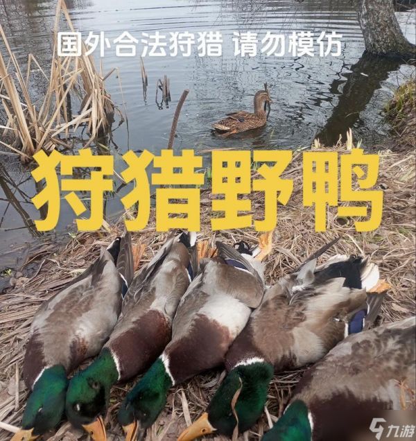 《飞翔的鸭子——狩猎之道任务攻略》（一次游戏中的真实狩猎体验）